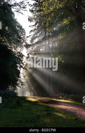 Tôt le matin, la lumière du soleil filtrant à travers les pins au géant Rhinefield ornamental drive dans la New Forest en Angleterre Banque D'Images