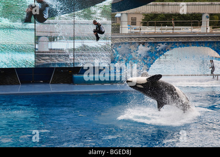 L'orque Shamu effectue dans la crois show à Seaworld Orlando, Floride Banque D'Images