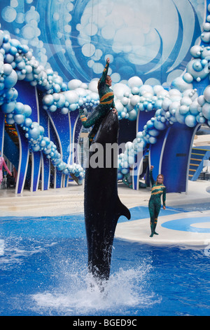 Un homme en équilibre sur un fausse orque à Seaworld à Orlando, Floride Banque D'Images