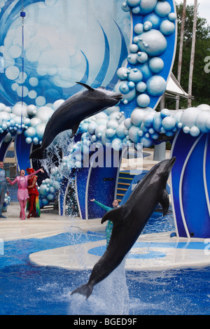 Les grands dauphins effectuer dans les horizons bleus montrent à Seaworld Orlando, Floride Banque D'Images