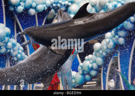 Les grands dauphins saut périlleux dans l'air à Seaworld Orlando, Floride Banque D'Images
