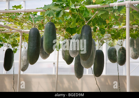 La culture hydroponique permet de cultiver des melons d'hiver au Centre Epcot, Disney World, en Floride Banque D'Images