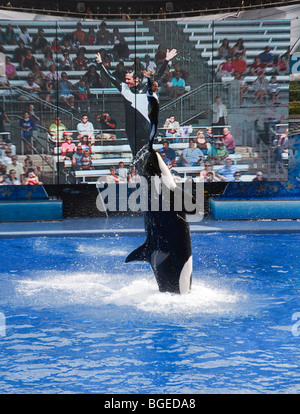 L'orque Shamu effectue dans la crois show à Seaworld Orlando, Floride Banque D'Images