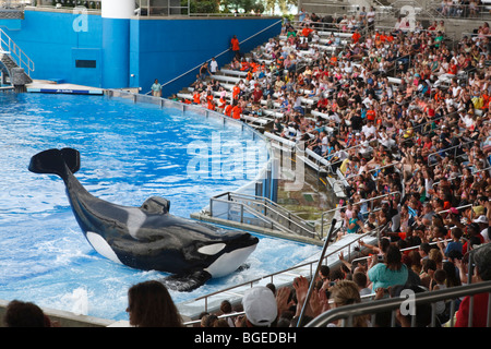 L'orque Shamu effectue dans la crois show à Seaworld Orlando, Floride Banque D'Images