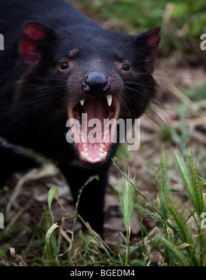 Le Tango, le Diable de Tasmanie à l'installation de confinement, au Sports, Hobart, Tasmanie Banque D'Images