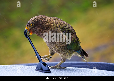 Impertinent Kea, Nestor notabilis, prendre un intérêt dans une voiture près de l'antenne Homer tunnel le long du Milford Road, Darran Mountains Banque D'Images