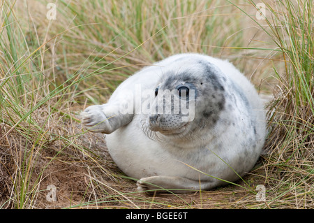 Un jeune phoque gris se trouve dans l'herbe, Donna Nook, Lincolnshire England UK Banque D'Images