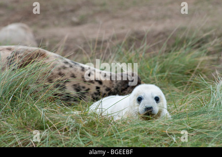 Un jeune phoque gris (Halichoerus grypus) et sa mère, Donna Nook, Lincolnshire England UK Banque D'Images