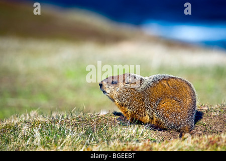 Au moment de la marmotte de l'amour, un lieu historique provincial en l'Anse-Amour, le long de la route du littoral du Labrador, l'autoroute 510, Banque D'Images