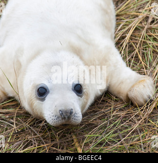 Un jeune phoque gris couché dans l'herbe se tourne vers le spectateur, Donna Nook, Lincolnshire England UK Banque D'Images