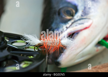 Le saumon de l'Atlantique et des engins de pêche à l'attelage l'Rifflin Lodge, le sud du Labrador, Labrador, Terre-Neuve-Labrador, Canada. Banque D'Images
