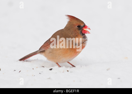 Le cardinal rouge femelle sur sol enneigé de nourriture Banque D'Images