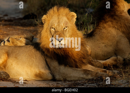 Portrait d'un grand mâle African lion (Panthera leo), Kruger National Park, Afrique du Sud Banque D'Images