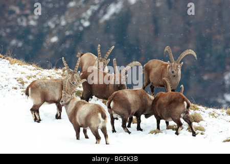 Capra ibex, Bouquetin des Alpes, un paysage avec un groupe de mâles, Alpes Suisses Banque D'Images