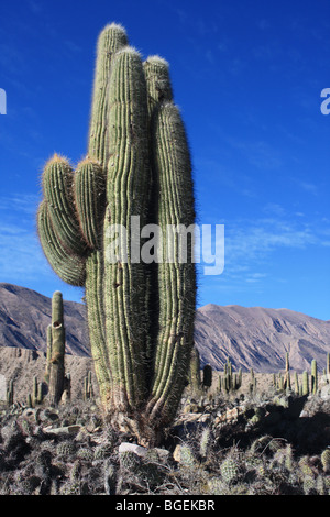 Cactus, Tilcara, dans le Nord de l'Argentine Banque D'Images
