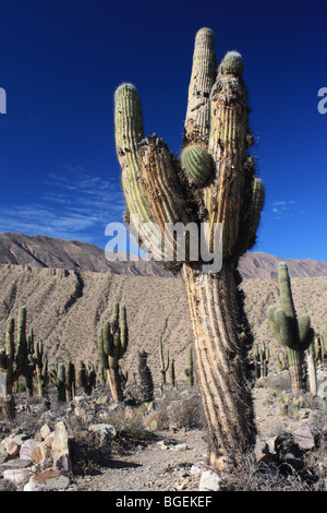 Cactus, Tilcara, dans le Nord de l'Argentine Banque D'Images