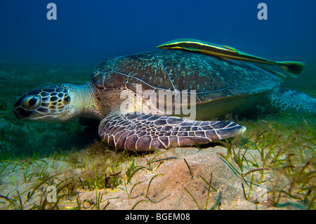 Green seaturtle caretta et Echeneidae REMORA SHARKSUCKER TORTUE DE MER ROUGE fond bleu-poisson sauvage Égypte Abu Dabab pela Banque D'Images