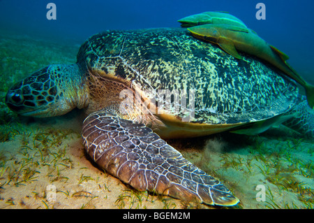 Green seaturtle caretta et Echeneidae REMORA SHARKSUCKER TORTUE DE MER ROUGE fond bleu-poisson sauvage Égypte Abu Dabab pela Banque D'Images