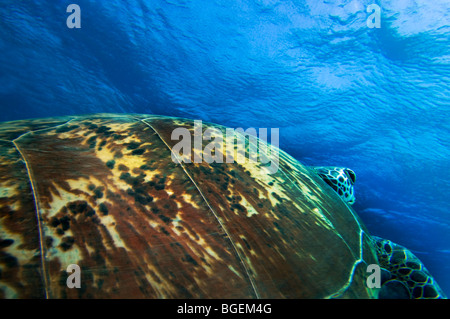 Green seaturtle caretta TORTUE DE MER ROUGE fond bleu-Égypte Abu Dabab Banque D'Images