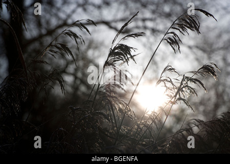 Roseaux à la fin de l'hiver soleil Banque D'Images