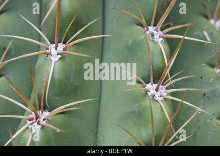 Espèces de Trichocereus Banque D'Images