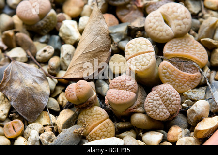 Lithops - la pierre vivante Banque D'Images