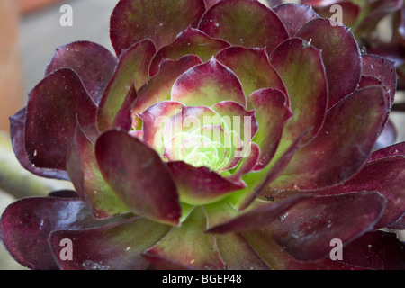 Aeonium arboreum voodoo Banque D'Images