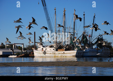 Des oiseaux volent à travers port en face de bateaux de crevettes Banque D'Images