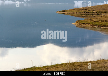 Scène d'hiver sur une côte de lac, barrage de Dospat, oiseaux sauvages dans l'eau, montagnes Rhodopi Banque D'Images