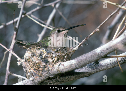 Costa's hummingbird, Calypte costae, femelle sur son nid Banque D'Images