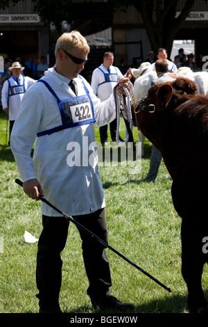 Prix juger les bovins - autour de The Royal Norfolk Show à Norwich, en 2009. Banque D'Images