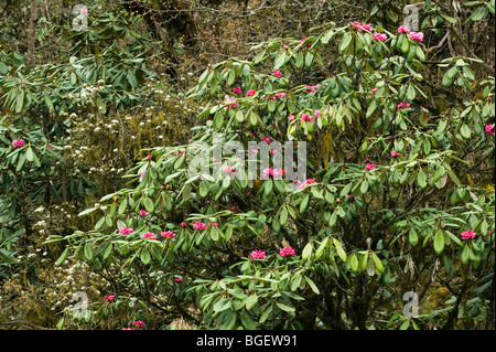 Rhododendron (R. kasengiae) ca. 11 000 pieds, Pele La Pass, BHUTAN Banque D'Images