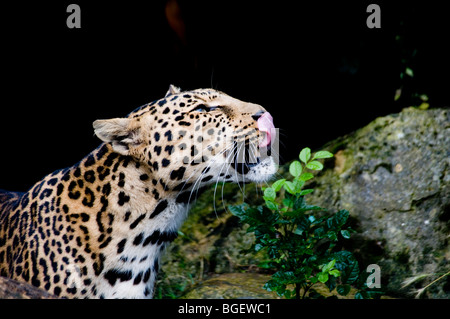 Leopard lécher ses lèvres - Panthera pardus Banque D'Images