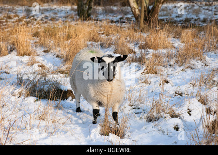 Beulah Face mouchetée des moutons paissant dans une réserve naturelle en hiver la neige. Une race rare hardy Welsh. England UK, Grande-Bretagne Banque D'Images