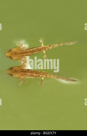 Salamandre Terrestre Européen (Salamandra salamandra). Les larves ou têtards. Banque D'Images