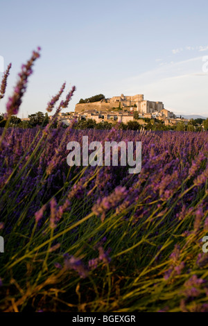 France, Drôme, Grignan, champ de lavande en face du village avec le château où vit Madame de Sévigne Banque D'Images