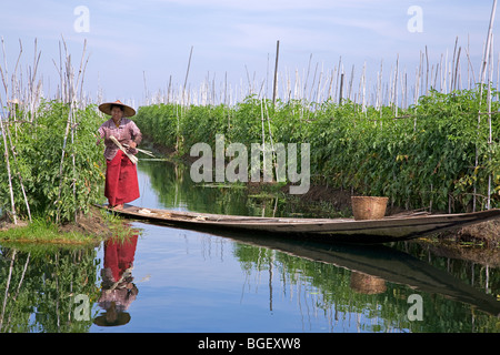 Femme birmane travaillant dans une plantation de tomates. Lac Inle. Myanmar Banque D'Images