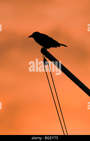 Silhouette de Crow perché sur un mât au lever du soleil Banque D'Images