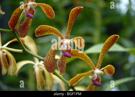 Ridleyara Fascad orchidées hybrides (Eileen Aranada Addison x Trichoglottis fasciata) National Orchid Garden, Botanic Gdns, Singapour Banque D'Images