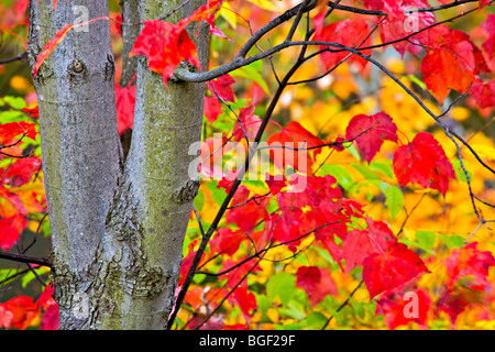 Fall colours along the road to Rock Lake in Algonquin Provincial Park, Ontario, Canada. Banque D'Images