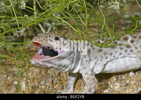 Lézard Léopard bec long Banque D'Images