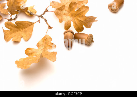 Les glands glands feuilles feuilles de chêne automne automne changement d'arbre à feuilles caduques des changements changement renouvellement renouvellement des semences de multiplication multiplication pr Banque D'Images