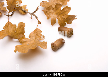 Symboles de l'automne les feuilles de chêne et de glands isolé sur un arrière-plan uni, blanc Banque D'Images