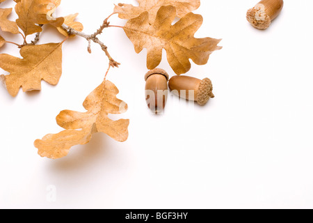 Symboles de l'automne les feuilles de chêne et de glands isolé sur un arrière-plan uni, blanc Banque D'Images