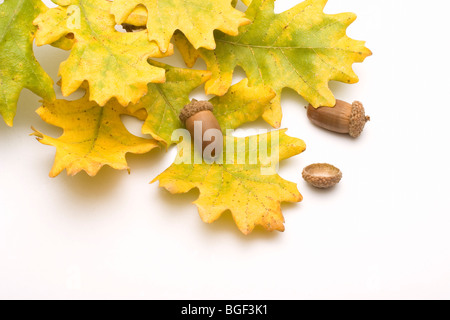 Symboles de l'automne les feuilles de chêne et de glands isolé sur un arrière-plan uni, blanc Banque D'Images