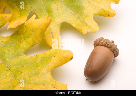 Symboles de l'automne les feuilles de chêne et de glands isolé sur un arrière-plan uni, blanc Banque D'Images