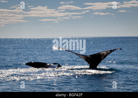 3 décembre 2009, mère et son petit, queue de baleine Piramides, Peninsula Valdes, Chubut, Patagonie, Argentine Banque D'Images