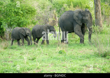 Des éléphants au Mala Mala Game Reserve Banque D'Images