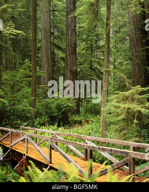 Californie - Bridge à Redwood Grove le long du sentier en Simpson-Reed Jedediah Smith Redwoods State Park. Banque D'Images