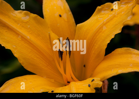 Hemerocallis Burning Daylight Banque D'Images